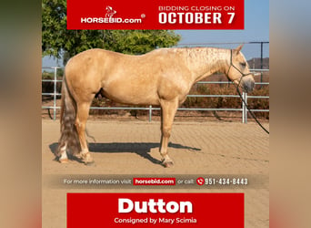 Quarter horse américain, Hongre, 7 Ans, 150 cm, Palomino