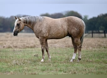 Quarter horse américain, Hongre, 7 Ans, 150 cm, Palomino