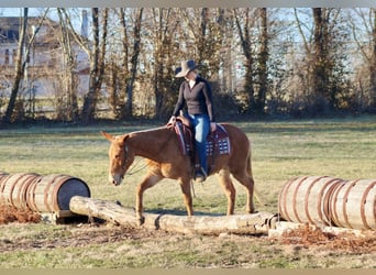 Quarter horse américain, Hongre, 7 Ans, 150 cm, Palomino