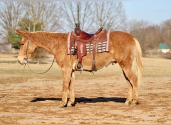 Quarter horse américain, Hongre, 7 Ans, 150 cm, Palomino