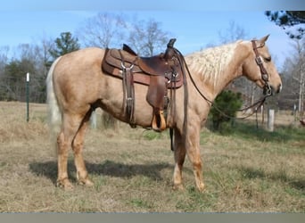 Quarter horse américain, Hongre, 7 Ans, 150 cm, Palomino