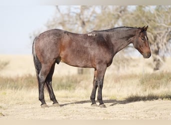 Quarter horse américain, Hongre, 7 Ans, 150 cm, Roan-Bay