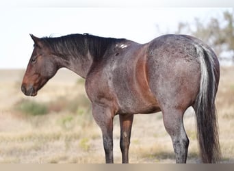Quarter horse américain, Hongre, 7 Ans, 150 cm, Roan-Bay