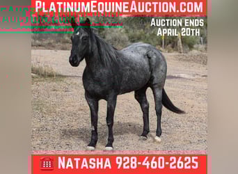 Quarter horse américain, Hongre, 7 Ans, 150 cm, Rouan Bleu