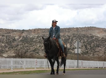 Quarter horse américain, Hongre, 7 Ans, 150 cm, Rouan Bleu