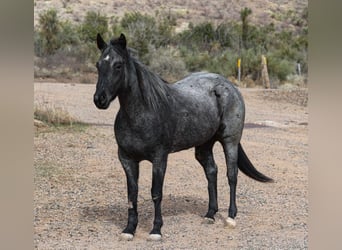Quarter horse américain, Hongre, 7 Ans, 150 cm, Rouan Bleu