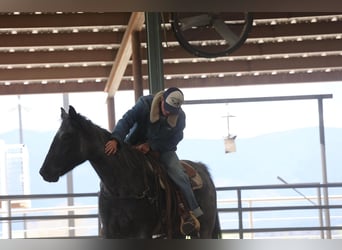 Quarter horse américain, Hongre, 7 Ans, 150 cm, Rouan Bleu