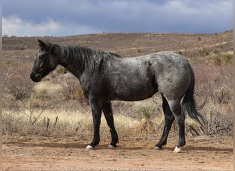Quarter horse américain, Hongre, 7 Ans, 150 cm, Rouan Bleu