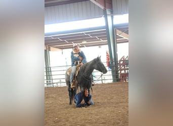 Quarter horse américain, Hongre, 7 Ans, 150 cm, Rouan Bleu