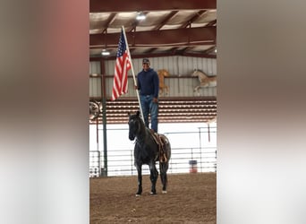 Quarter horse américain, Hongre, 7 Ans, 150 cm, Rouan Bleu