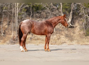 Quarter horse américain, Hongre, 7 Ans, 150 cm, Rouan Rouge