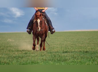 Quarter horse américain, Hongre, 7 Ans, 150 cm, Rouan Rouge