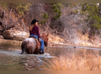 Quarter horse américain, Hongre, 7 Ans, 150 cm, Rouan Rouge