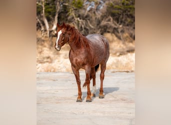 Quarter horse américain, Hongre, 7 Ans, 150 cm, Rouan Rouge