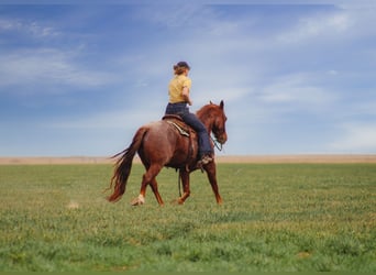 Quarter horse américain, Hongre, 7 Ans, 150 cm, Rouan Rouge