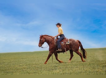 Quarter horse américain, Hongre, 7 Ans, 150 cm, Rouan Rouge