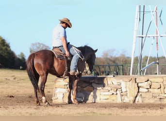 Quarter horse américain, Hongre, 7 Ans, 152 cm, Alezan brûlé