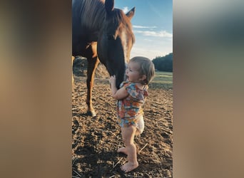 Quarter horse américain, Hongre, 7 Ans, 152 cm, Alezan cuivré