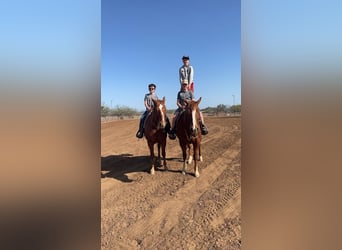 Quarter horse américain, Hongre, 7 Ans, 152 cm, Alezan cuivré