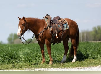 Quarter horse américain, Hongre, 7 Ans, 152 cm, Alezan cuivré