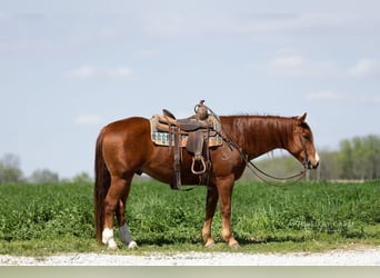 Quarter horse américain, Hongre, 7 Ans, 152 cm, Alezan cuivré