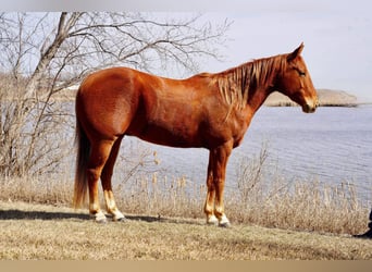 Quarter horse américain, Hongre, 7 Ans, 152 cm, Alezan cuivré