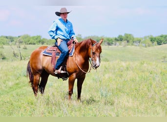 Quarter horse américain, Hongre, 7 Ans, 152 cm, Alezan cuivré