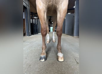 Quarter horse américain, Hongre, 7 Ans, 152 cm, Alezan dun