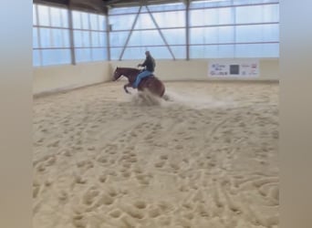 Quarter horse américain, Hongre, 7 Ans, 152 cm, Alezan