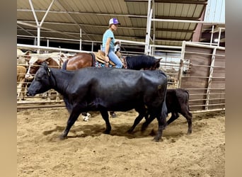 Quarter horse américain, Hongre, 7 Ans, 152 cm, Bai cerise