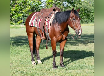 Quarter horse américain, Hongre, 7 Ans, 152 cm, Bai cerise