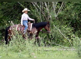 Quarter horse américain, Hongre, 7 Ans, 152 cm, Bai cerise