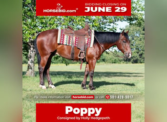 Quarter horse américain, Hongre, 7 Ans, 152 cm, Bai cerise
