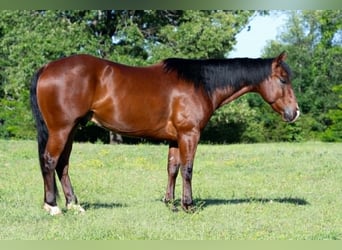 Quarter horse américain, Hongre, 7 Ans, 152 cm, Bai cerise