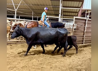 Quarter horse américain, Hongre, 7 Ans, 152 cm, Bai cerise