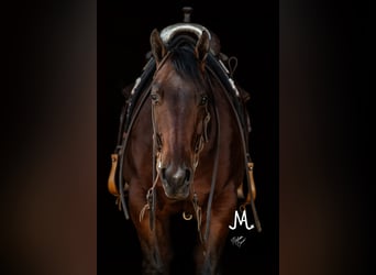 Quarter horse américain, Hongre, 7 Ans, 152 cm, Bai cerise