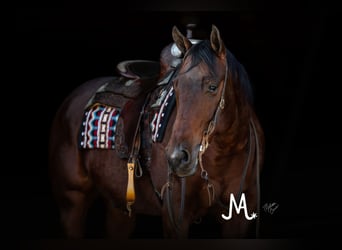 Quarter horse américain, Hongre, 7 Ans, 152 cm, Bai cerise