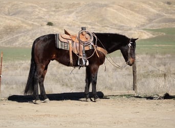 Quarter horse américain, Hongre, 7 Ans, 152 cm, Bai cerise