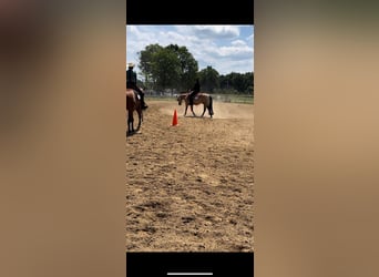 Quarter horse américain, Hongre, 7 Ans, 152 cm, Buckskin