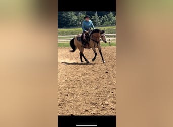 Quarter horse américain, Hongre, 7 Ans, 152 cm, Buckskin