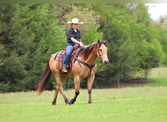 Quarter horse américain, Hongre, 7 Ans, 152 cm, Buckskin