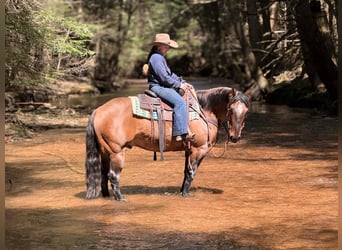 Quarter horse américain, Hongre, 7 Ans, 152 cm, Buckskin