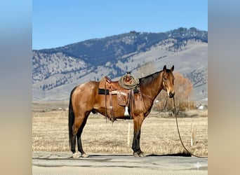 Quarter horse américain, Hongre, 7 Ans, 152 cm, Buckskin