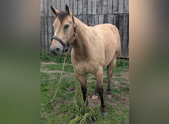 Quarter horse américain, Hongre, 7 Ans, 152 cm, Buckskin