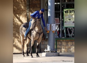 Quarter horse américain, Hongre, 7 Ans, 152 cm, Buckskin