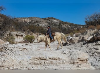 Quarter horse américain, Hongre, 7 Ans, 152 cm, Cremello