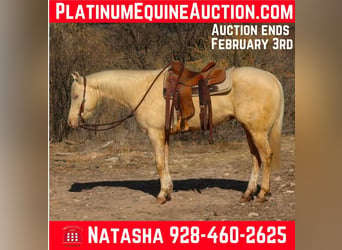 Quarter horse américain, Hongre, 7 Ans, 152 cm, Cremello