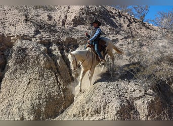 Quarter horse américain, Hongre, 7 Ans, 152 cm, Cremello
