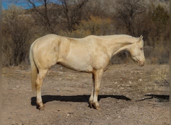 Quarter horse américain, Hongre, 7 Ans, 152 cm, Cremello