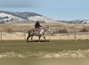 Quarter horse américain, Hongre, 7 Ans, 152 cm, Gris